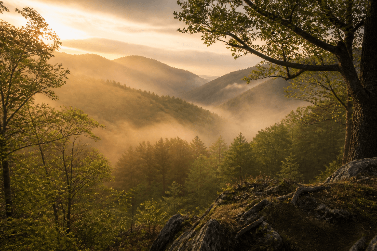 Pădure carpatică în ceață – atmosfera vrăjitoriei românești